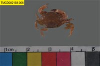 藏品(光輝圓扇蟹)的圖片